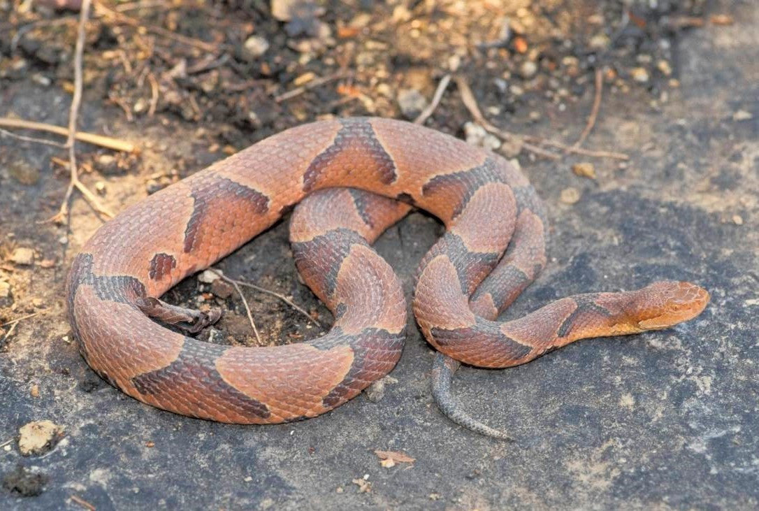 The copperhead is one of Missouri's venomous snake species that people can learn about at a Missouri Department of Conservation virtual program on June 2.